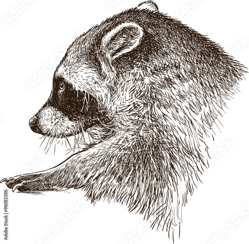 wild raccoon 