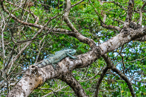 Iguana on the tree in the Amazon Rainforest, Manaos, Brazil © kovgabor79