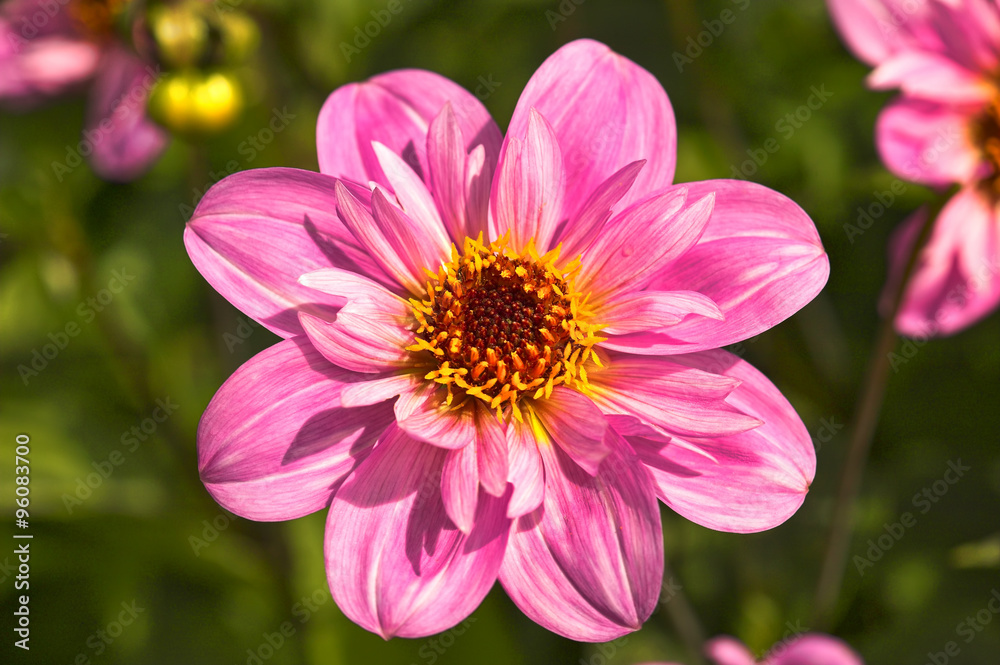 Dahlia 'Teesbrooke Red Eye', a popular late flowering half hardy, herbaceous garden perennial plant Dahlia 'Teesbrooke Red Eye', a popular late flowering half hardy, herbaceous garden perennial plant