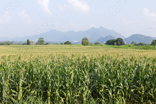 Field of corn ready for harvest