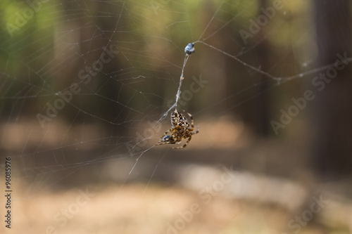 spider on a web in the forest closeup