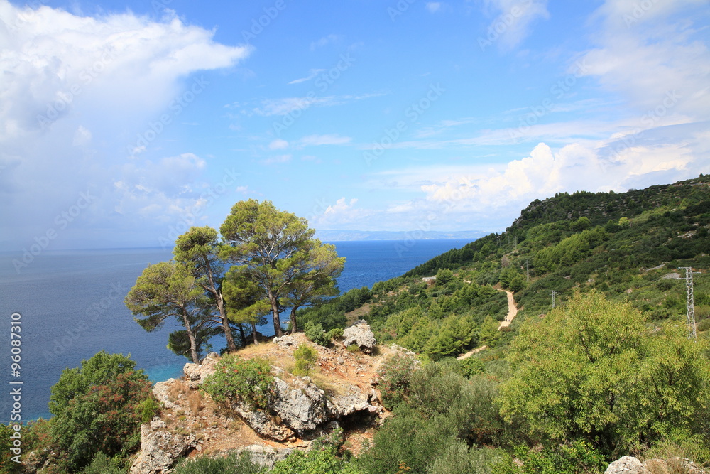 Fototapeta premium Pines on the Adriatic coast,Croatia