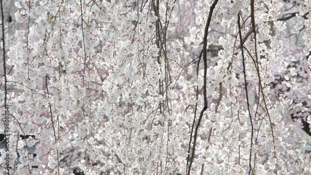 枝垂れ桜 枝垂れ桜