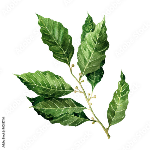 Fresh Bay Leaves branch isolated on white background