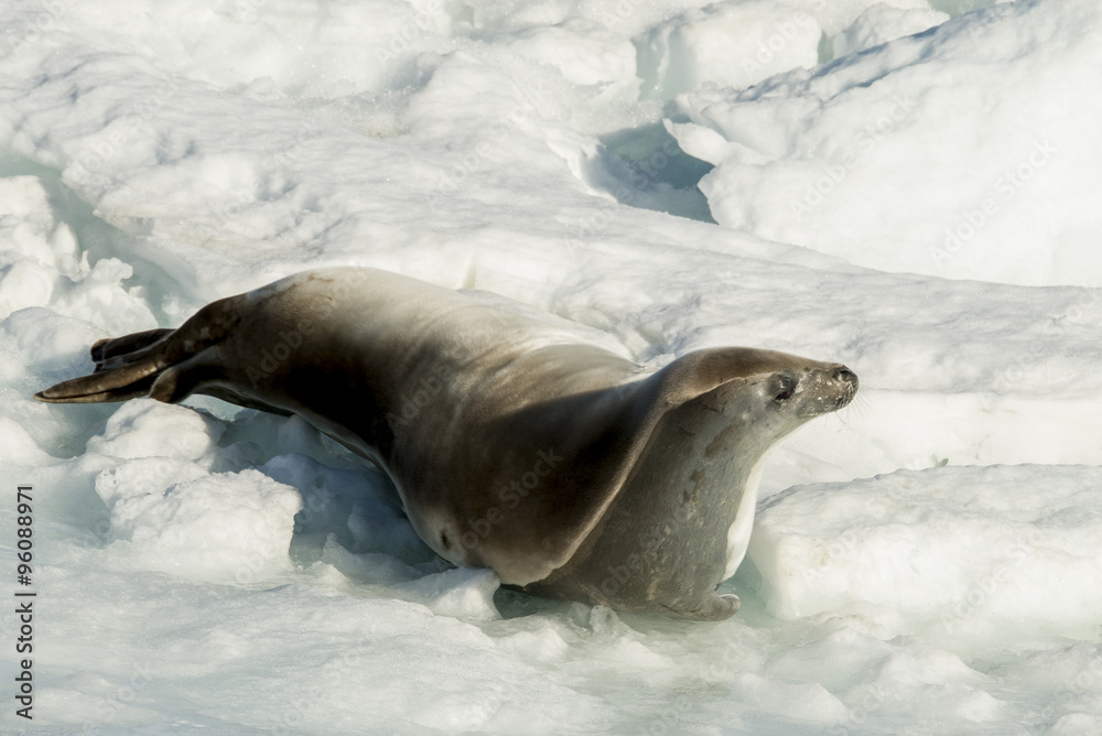Phoque Crabier Lobodon Carcinophaga Banquise Mer De Weddell Antarctique Stock Photo Adobe Stock