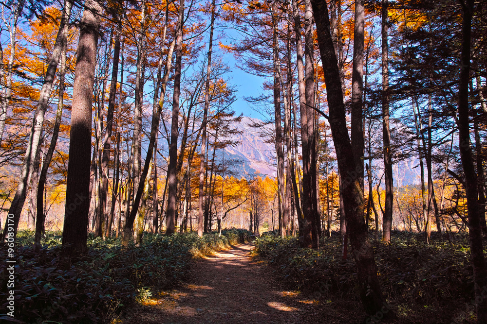 Fototapeta premium 秋の上高地の遊歩道 