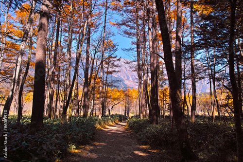 秋の上高地の遊歩道 