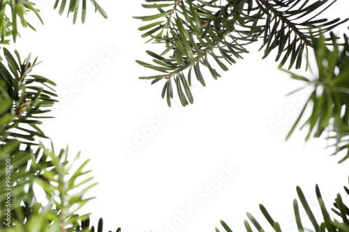 Christmas evergreen background