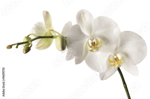 White dendrobium orchid isolated on white background.