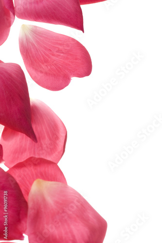 Pink rose petals isolated on white