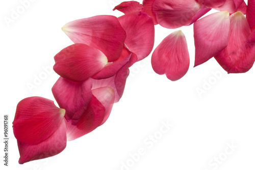 Pink rose petals isolated on white.