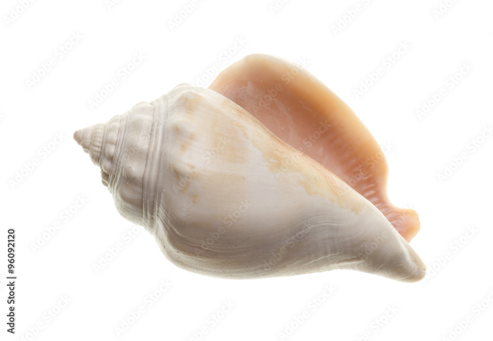 Seashell isolated on white background Seashell isolated on white background