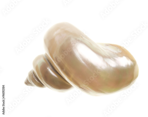 Seashell isolated on white background
