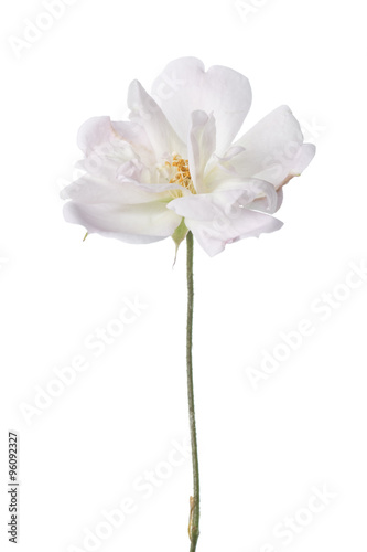 Antique garden rose isolated on white. © Christine