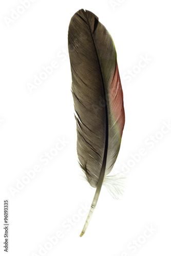 isolated parrot feather