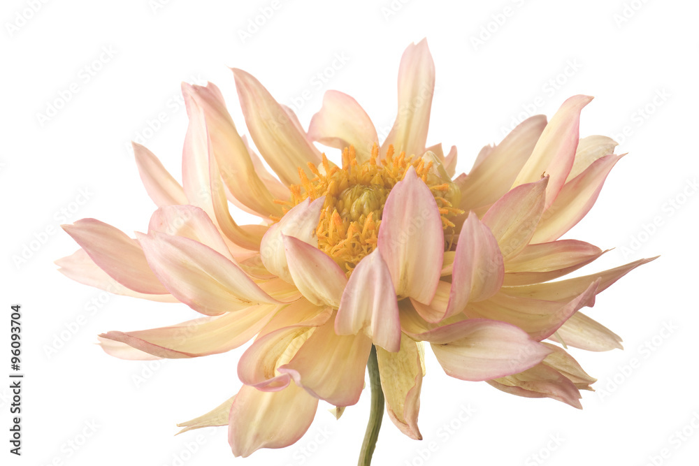 dahlia isolated on white