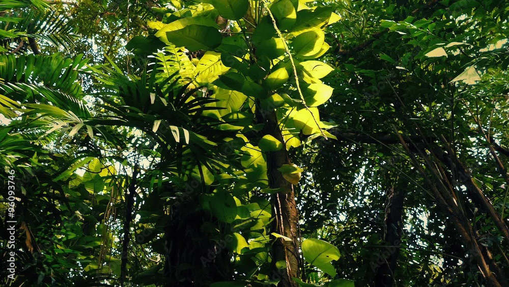 Gliding Under Rainforest Plants And Trees Gliding Under Rainforest Plants And Trees