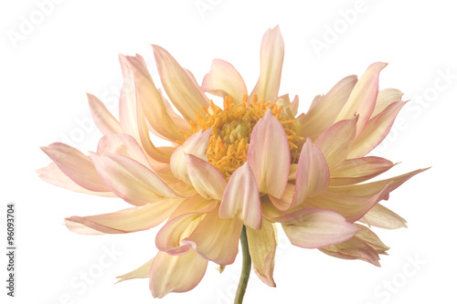 dahlia isolated on white