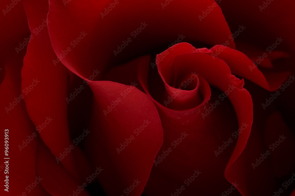 Naklejka premium dark moody red rose background