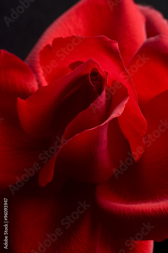 red rose closeup background