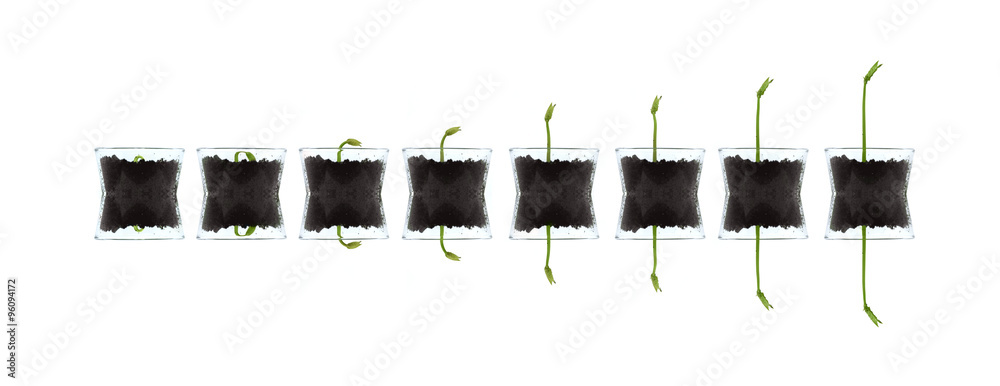 Smal plants isolated against white - obrazy, fototapety, plakaty 