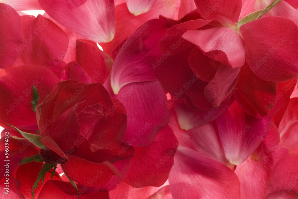 pink rose petals