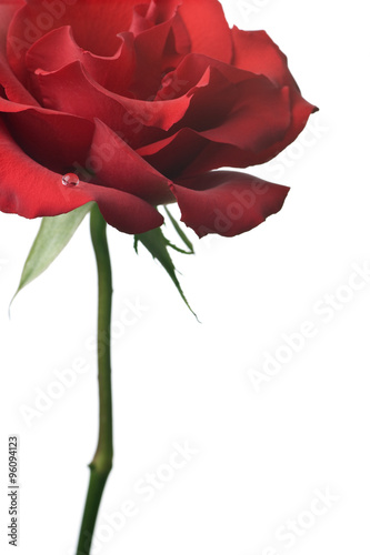 red rose isolated on white