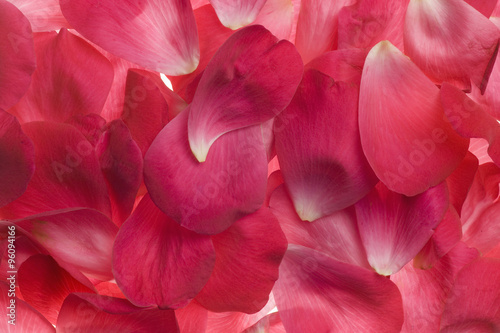 pink rose petals