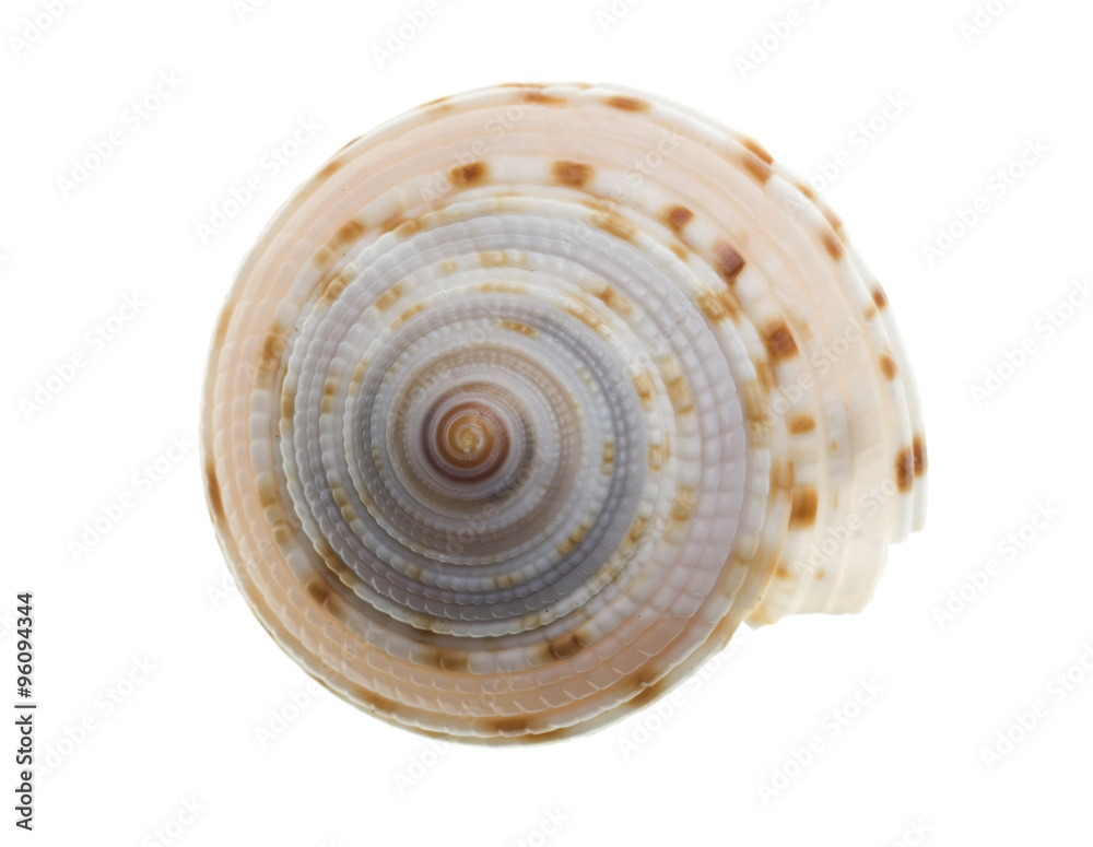 seashell isolated on white background seashell isolated on white background