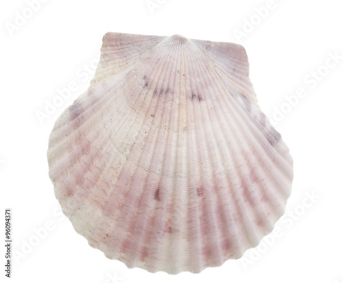 Seashell isolated on white
