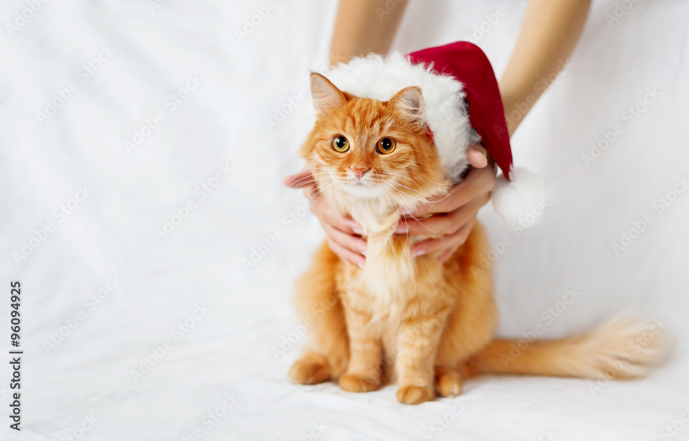 Women holds ginger cat  in red christmas hat. Cute christmas cozy background.