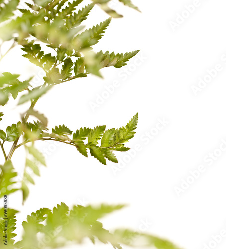 Green Fern Leaf Isolated on White Background