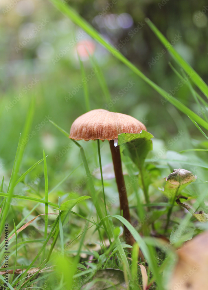 and a thin sheet of a fungus and a thin sheet of a fungus
