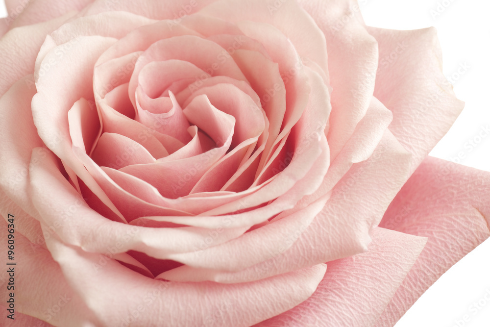 pink rose closeup - obrazy, fototapety, plakaty 