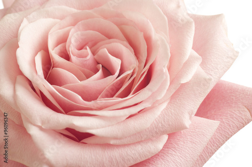 pink rose closeup