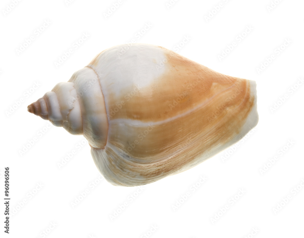Seashell isolated on white background Seashell isolated on white background