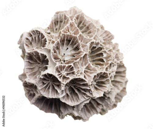 fossilized seashell isolated on white background