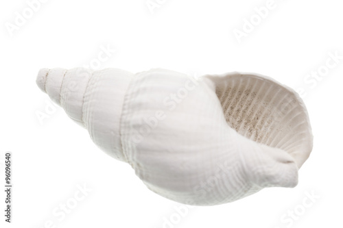 fossilized seashell isolated on white background