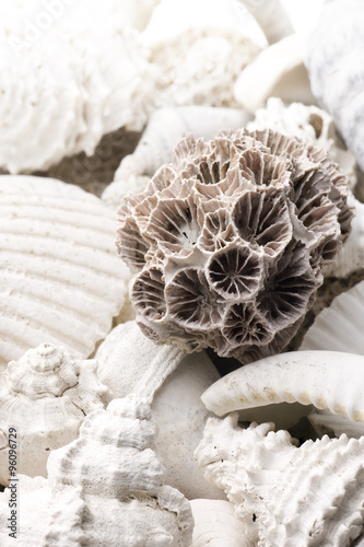 fossilized seashell background