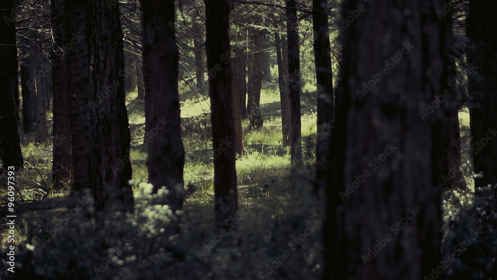 Scary dark forest,tall trees,camera crane movement, slow motion Scary dark forest,tall trees,camera crane movement, slow motion