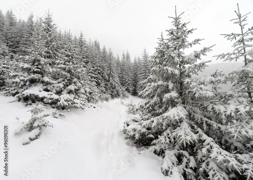 Spruce Tree foggy Forest Covered by Snow in Winter Landscape. © Dmytro Kosmenko