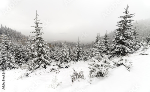 Spruce Tree foggy Forest Covered by Snow in Winter Landscape.