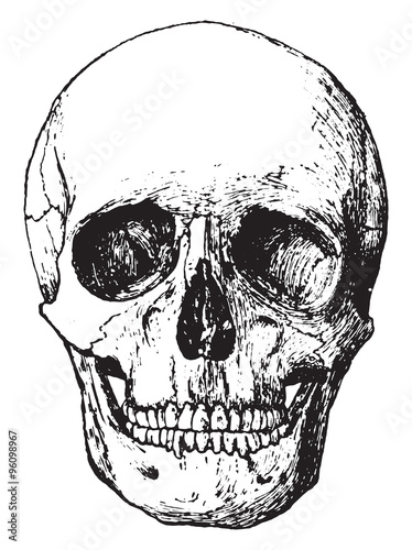 Front view of skull, vintage engraving.