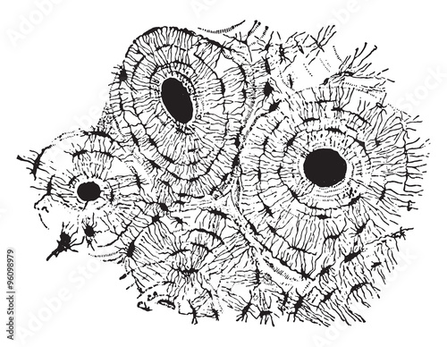 Transverse section of compact tissue (of humerus), magnified abo