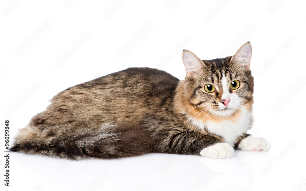 Siberian cat lying in profile. isolated on white background Siberian cat lying in profile. isolated on white background