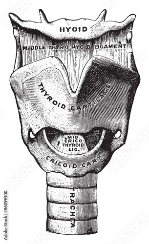 The voice box, vintage engraving.