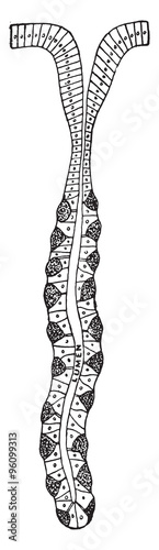 Cells that form the gastric juice, vintage engraving.