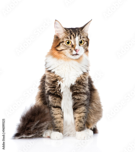 Siberian cat sitting in front. isolated on white background © Ermolaev Alexandr