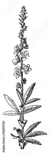 Agrimony, vintage engraving.