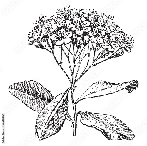Service tree or sorbus domestica , vintage engraving.